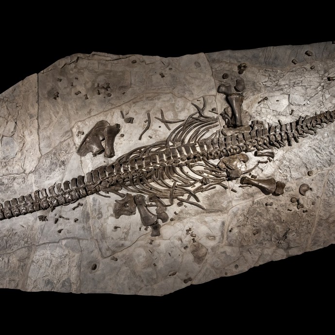 Fossil des Westphaliasaurus aus Nieheim-Sommersell (vergrößerte Bildansicht wird geöffnet)