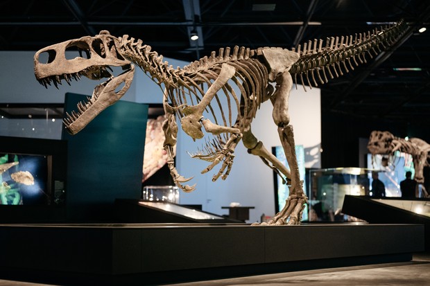 Fossiles Skelett und extra Schädel den Raubsauriers Wiehenvenators