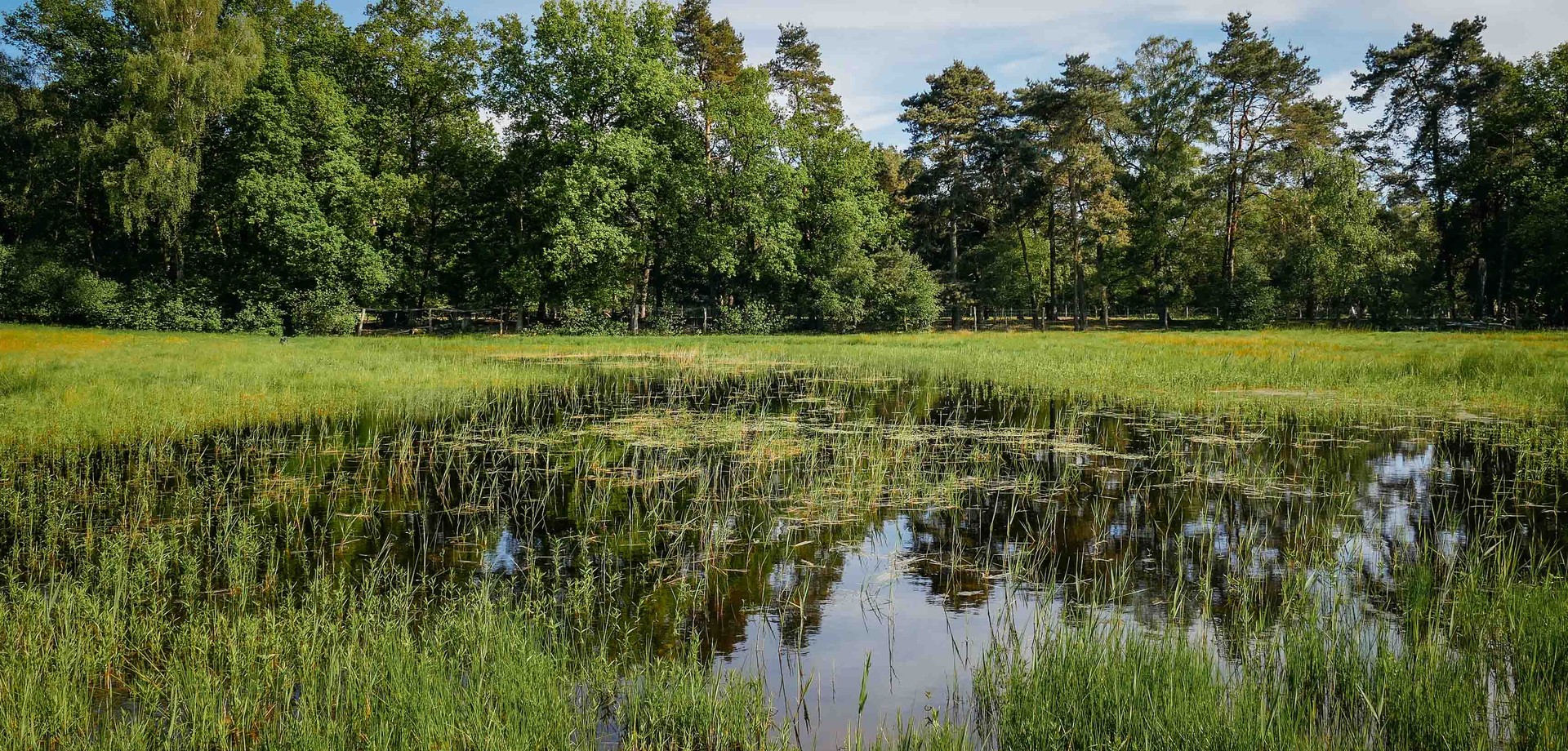 Kleingewässer Wiesenweiher.