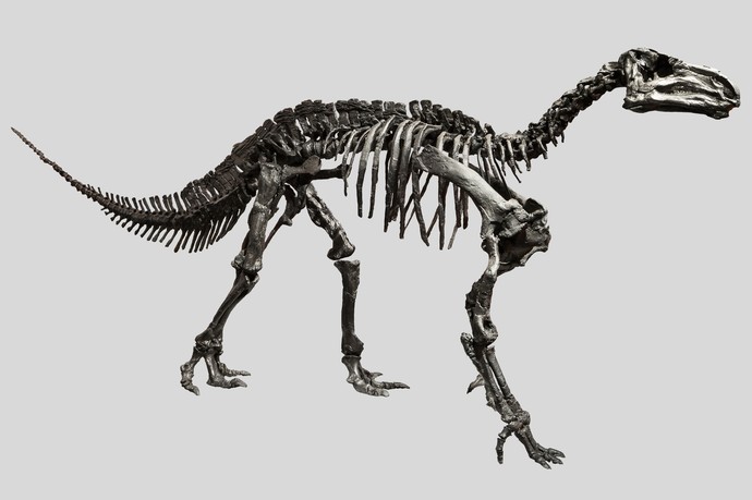 Skelett eines Iguanodons. (vergrößerte Bildansicht wird geöffnet)