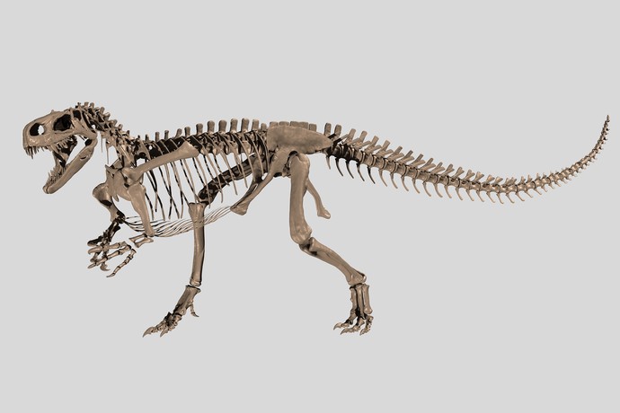 Skellettrekonstruktion Wiehenvenator (vergrößerte Bildansicht wird geöffnet)