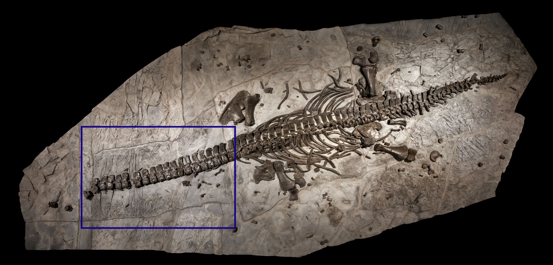 Das Fossilskelett des Westphaliasaurus simonsensii auf einer Steinplatte.