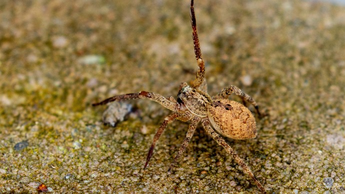 Nosferatuspinne auf sandigem Boden.