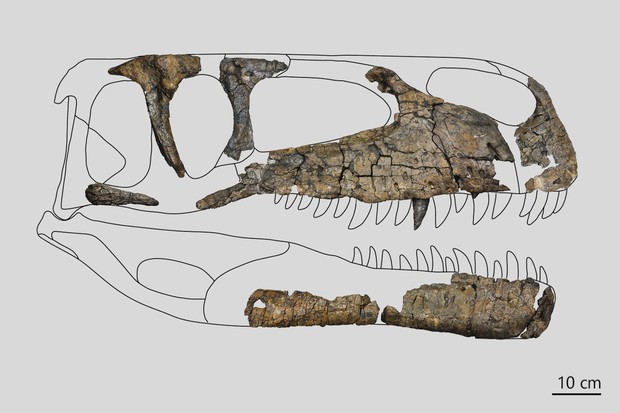 Fossile Schädelknochen den Raubsauriers WIehenvenator. Fehlende Knochen durch eine Zeichnung ergänzt.
