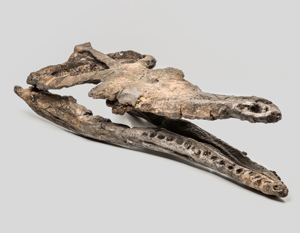 Metriorhynchus Schädel (Schwimmsaurier)