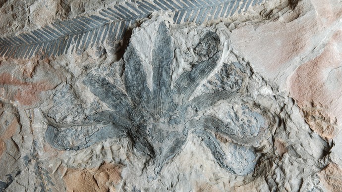 Eine fossile Blüte einer Bennettitee aus dem Jura von England