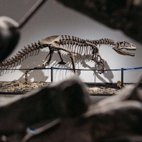 Dinosaurier Skelett im Eingangsbereich des Museums