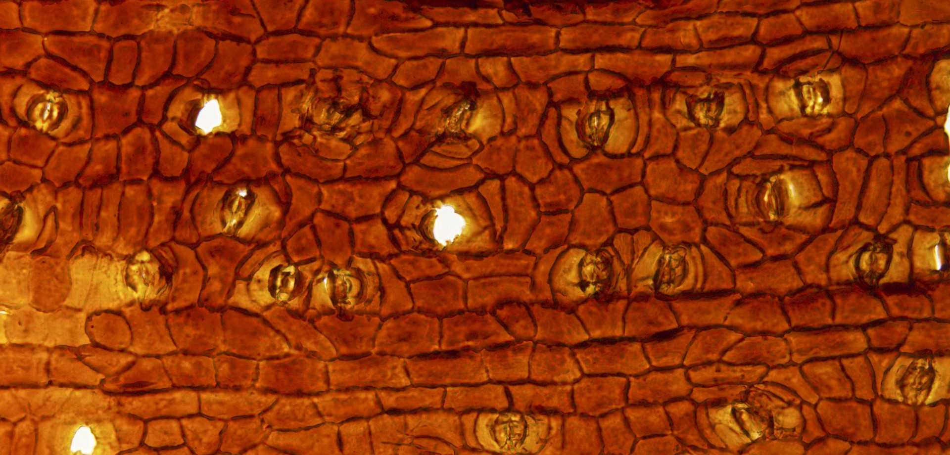 Orange-farbene Zellstruktur von Nilssoniopteris shanxiensis unter dem Mikroskop.