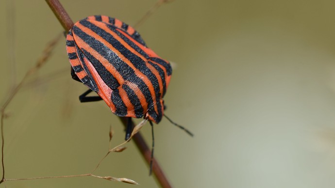 Orange-schwarze Streifenwanze an einem Grashalm.