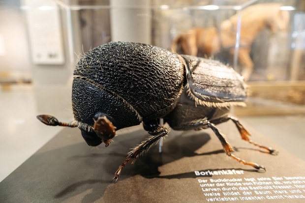 Modell eines Borkenkäfers