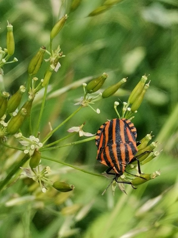 Streifenwanze (Graphosoma italicum).