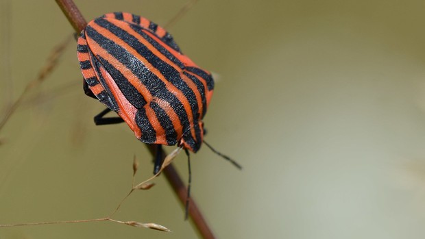 Streifenwanze rot-schwarz gestreift
