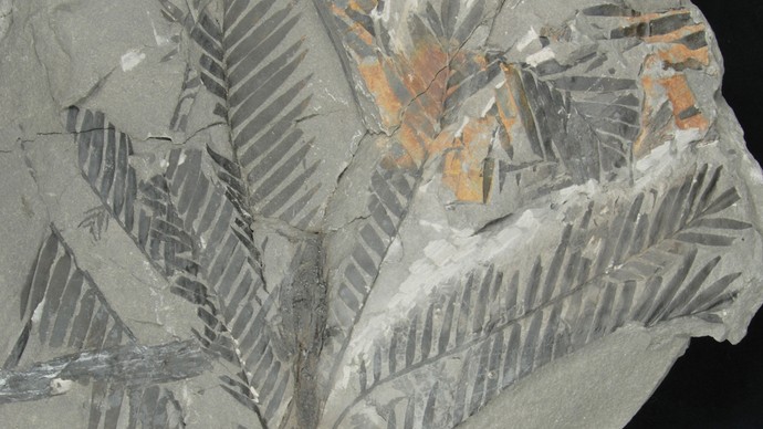 Kimuriella aus dem Oberjura von Japan