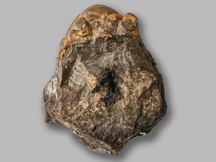 Trilobit aus dem Devon von Winterberg (vergrößerte Bildansicht wird geöffnet)