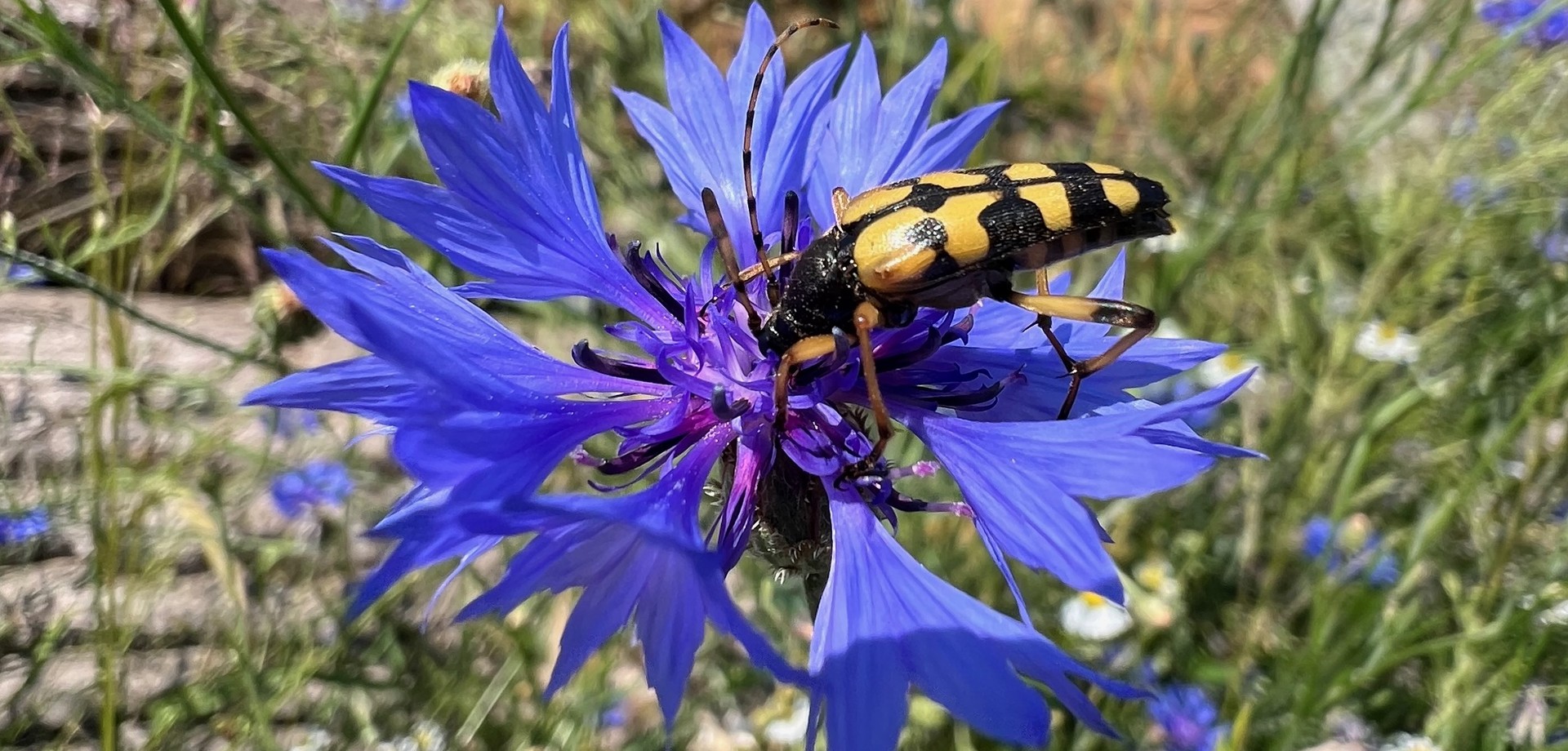 Gefleckter Schmalbock (Rutpela maculata): Gelber Käfer mit schwarzen Punkten sitzt auf einer violetten Blume.