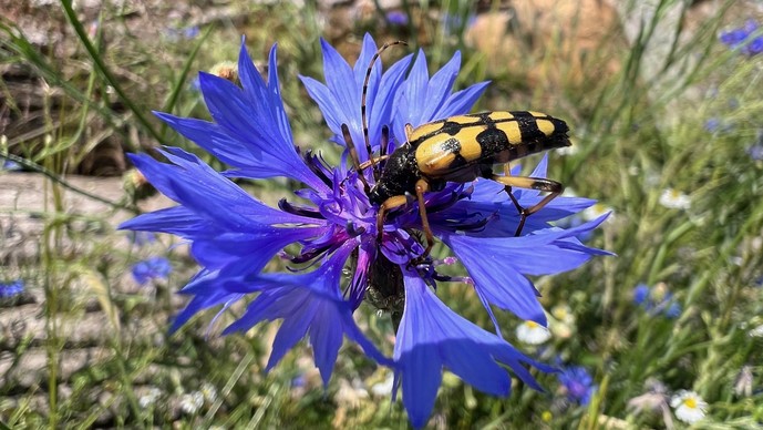 Gefleckter Schmalbock (Rutpela maculata): gelber Käfer mit schwarzen Punkten auf einer violetten Blume.