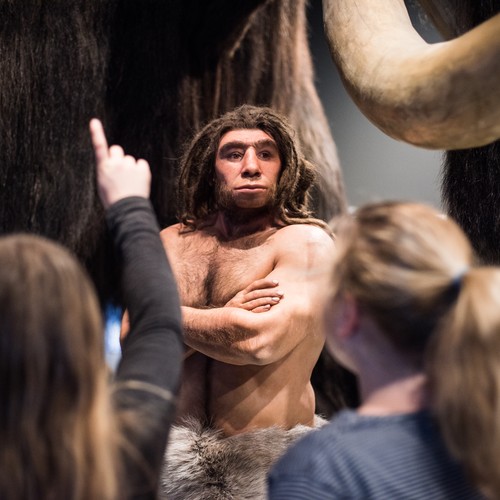 Neandertaler-Figur in Ausstellung. Foto: LWL, Steinweg