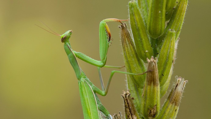 Europäische Gottesanbeterin auf einer Pflanze