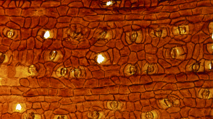 Orange-farbene Zellstrukturen von "Nilssoniopteris" unter dem Mikroskop.