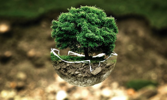 Einzelner Baum und Erdboden. Foto: pixarbay