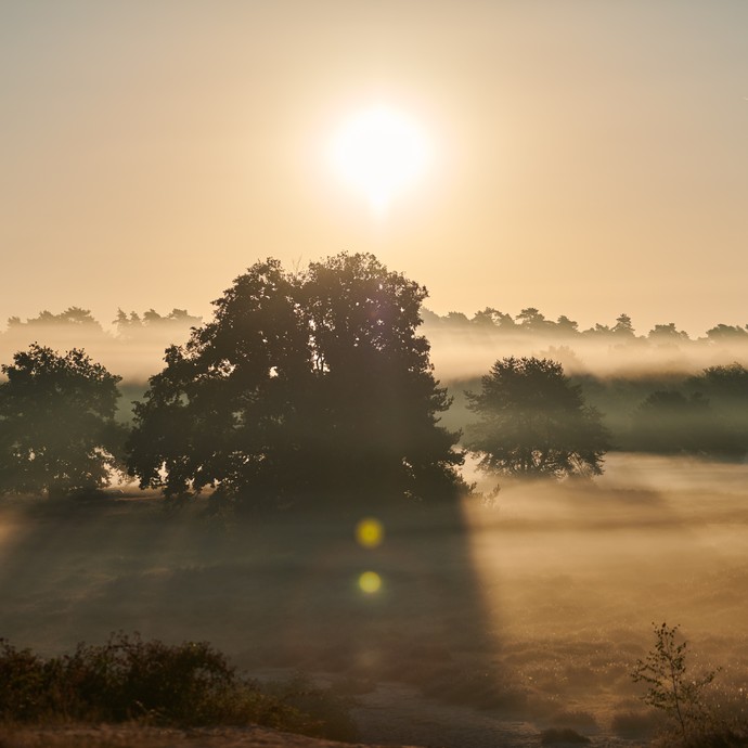 Eine Landschaft im nebligen Morgen. (vergrößerte Bildansicht wird geöffnet)