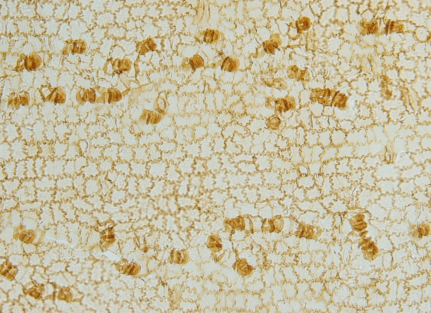 LWL Die Evolution der Cycadophyten LWLMuseum für Naturkunde mit