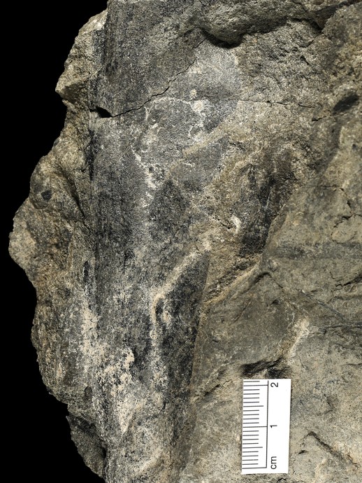 Fossilplatte mit den Blüten von Annularia sphenophylloides. (vergrößerte Bildansicht wird geöffnet)