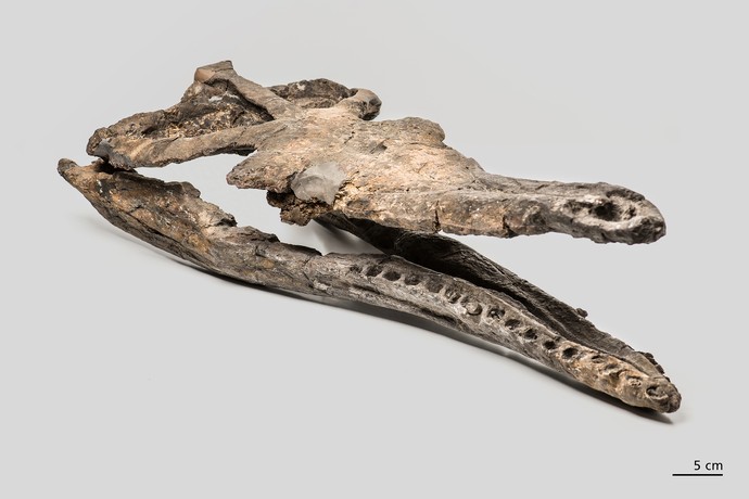 Metriorhynchus Schädel (vergrößerte Bildansicht wird geöffnet)