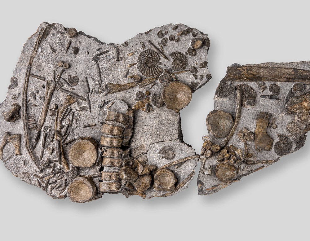 Fossilierte Knochen des Ichthyosauriers und Ammoniten in einer Steinplatte.