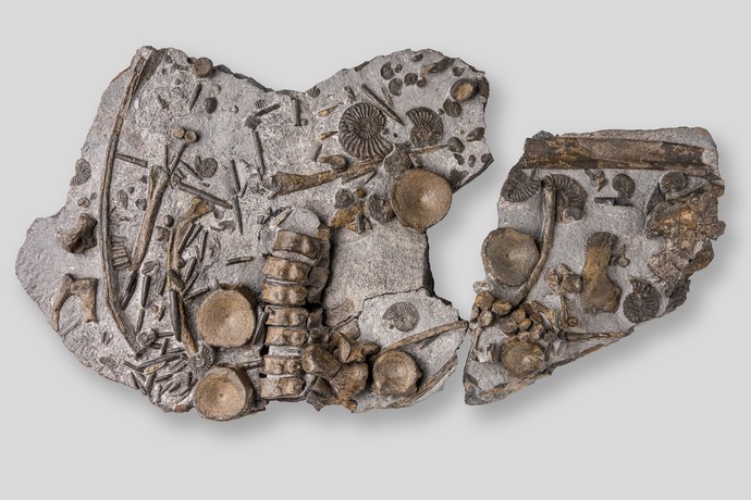 Fossilierte Knochen des Ichthyosauriers und Ammoniten in einer Steinplatte. (vergrößerte Bildansicht wird geöffnet)