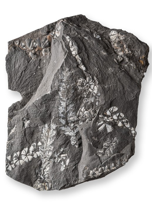 Fossilplatte mit zwei verschiedenen Pflanzen: Sphenophyllum emarginatum und Sphenopteris coemansii (vergrößerte Bildansicht wird geöffnet)