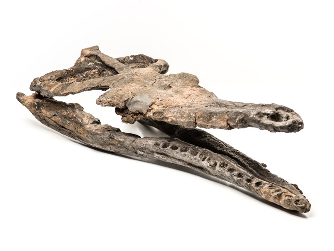 Metriorhynchus Schädel (vergrößerte Bildansicht wird geöffnet)