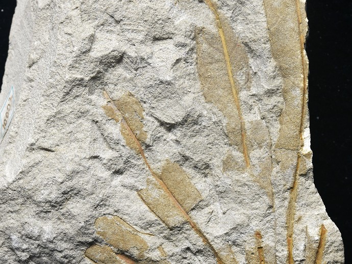 Fossil eines gefiederten Blattes eines bedecktsamigen Laubbaums mit unbekannter Zuordnung (vergrößerte Bildansicht wird geöffnet)