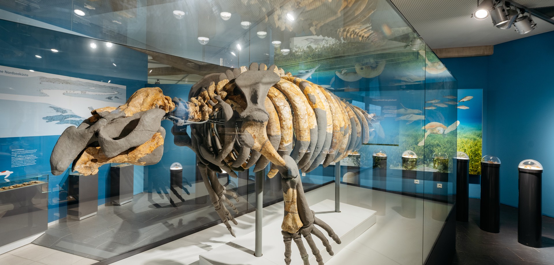 Blick auf eine gläserne Austellungvitrine mit einem Seekuhskelett. Im Hintergrund eine blaue Wand vor der Stelen mit Hauben stehen mit Fossilien.