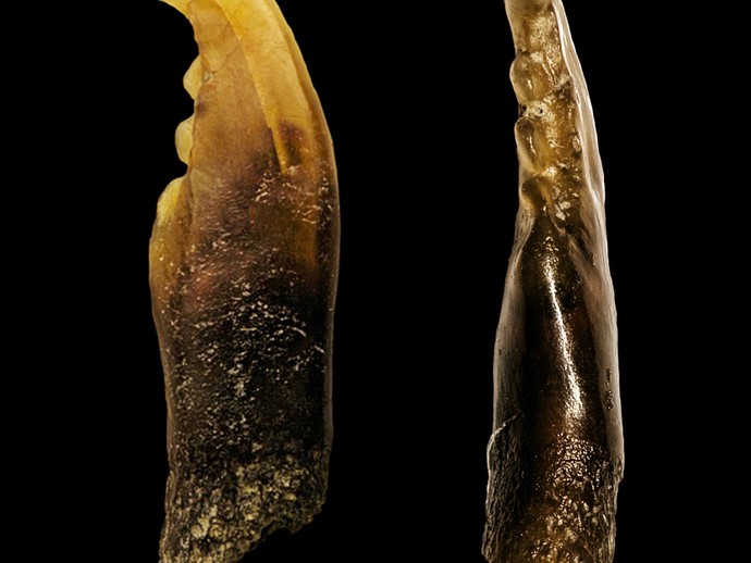 Fossiler Schlundzahn eines Rotauges aus der Emscher (vergrößerte Bildansicht wird geöffnet)