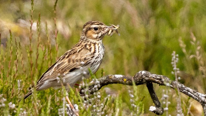 Heidelerche im trockenen Gras