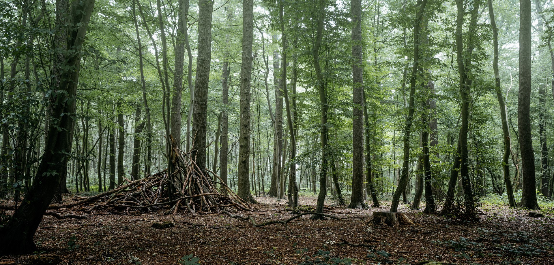 Alleskönner Wald. Foto: LWL/Steinweg