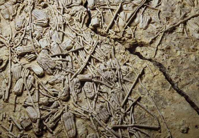 Steinplatte mit vielen, übereinanderliegenden fossilen Pflanzen (vergrößerte Bildansicht wird geöffnet)