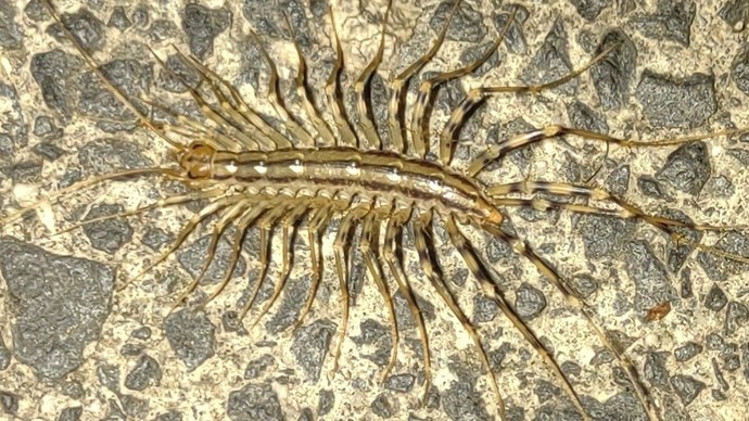 Spinnenläufer auf steinigem Untergrund.