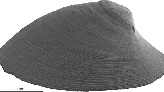 Nahe REM Aufnahme der Flussnapfschnecke Burnupia aus dem südlichen Afrika.