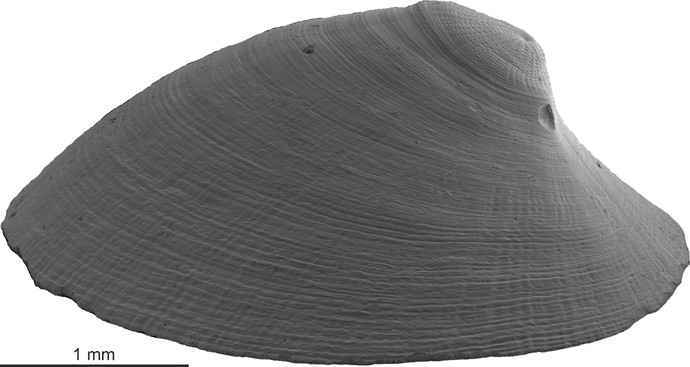 Fossilplatte mit den Blüten von Annularia sphenophylloides. (vergrößerte Bildansicht wird geöffnet)