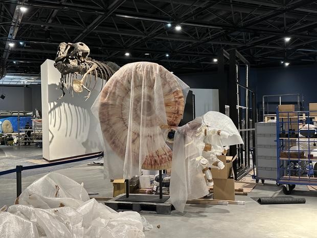 Blick in die Baustelle der Ausstellung, mit eingepackten Ammoniten, im Hintergrund ein T.-rex-Skelett vor weißer Wand. Ganz hinten ein Schwerlastregal