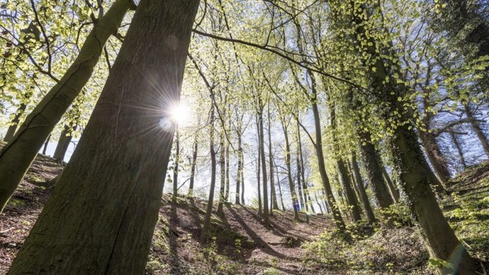 Wald in Baumberge. Foto: LWL/Steinweg Wald in Baumberge. Foto: LWL/Steinweg