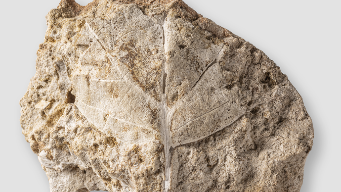 Fossil eines kreidezeitlichen Platanenblattes aus Westfalen