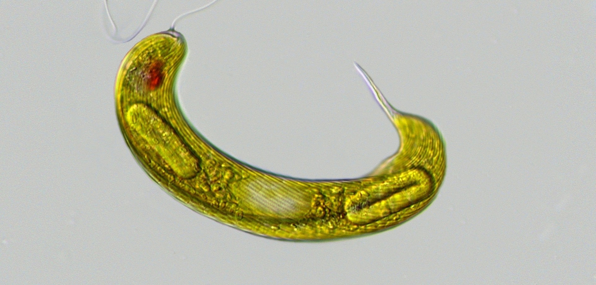 Der Augenflagellat Lepocinclis oxyuris. Foto: Ulrich Drabiniok