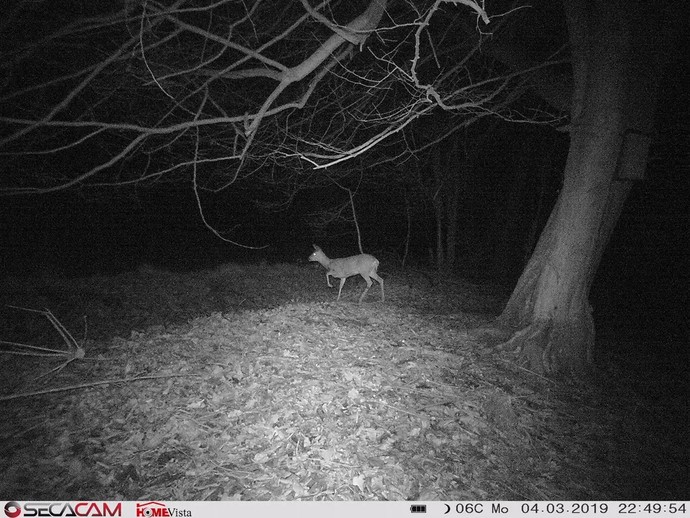 Ein Reh in der Nacht, Schwarz-Weiß-Aufnahme eines Nachtsichtgerätes. (vergrößerte Bildansicht wird geöffnet)