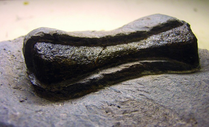 Ein Knochen des Westphaliasaurus auf einer Steinplatte.