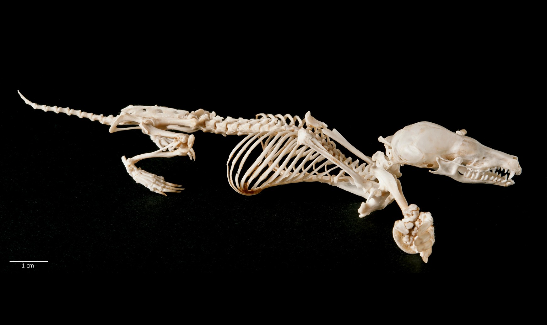 LWL Evolution und Paläobiogeographie der Talpidae LWLMuseum für