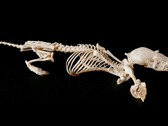 Skelett eines Europäischen Maulwurfs (vergrößerte Bildansicht wird geöffnet)