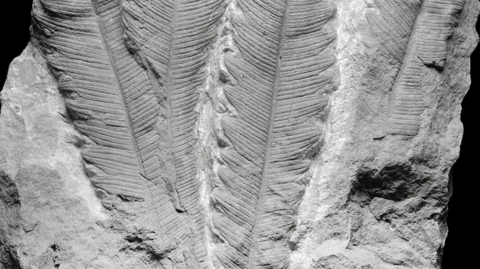 Ein Blattbüschel von Nilssonia brevis aus Schweden